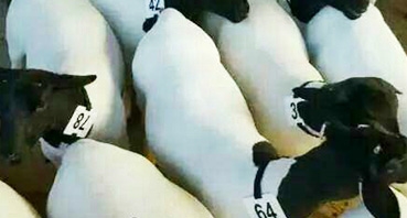 如何加工牛羊饲料？